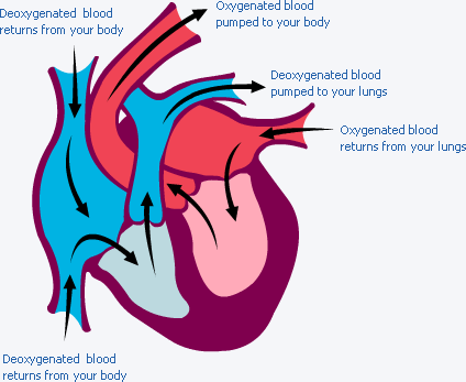 Movement Of Blood Through The Heart Blood And Cardiovascular System
